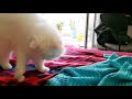 White doll face persian cat acts like a dog