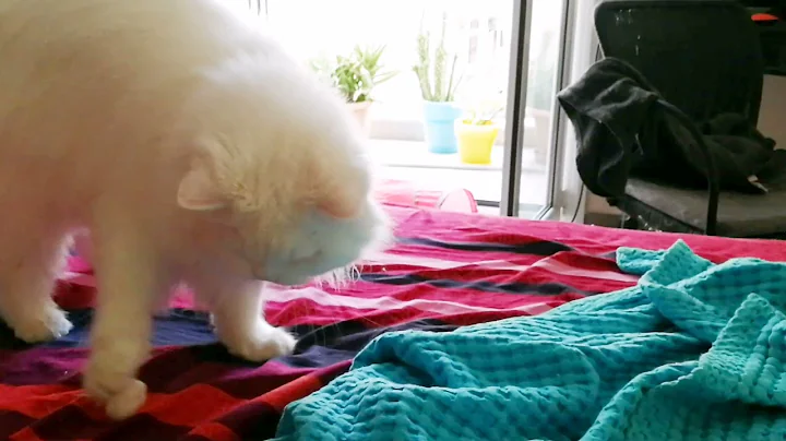 Watch the video about White doll face persian cat acts like a dog