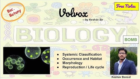 Volvox || Morphology and Life cycle || Bsc || Free PDF notes || by Viologia EXtrema