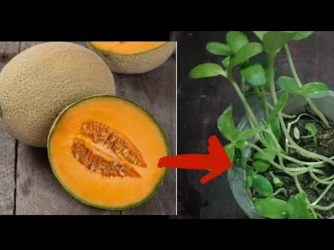 Video: Dapat Mo Bang Itapon Ang Mga Binhi Ng Melon?