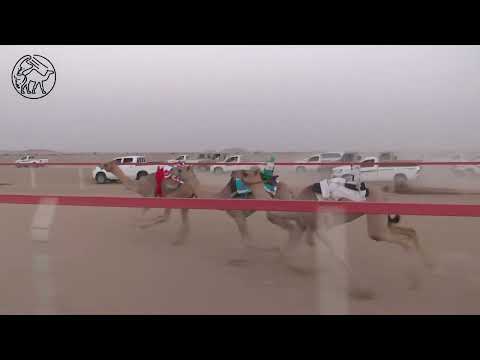 الشاهينية سالم بن علي بن طناف الدرعي ميدان سيح العراد الشاهينية سالم بن علي بن طناف الدرعي ميدان سيح العراد