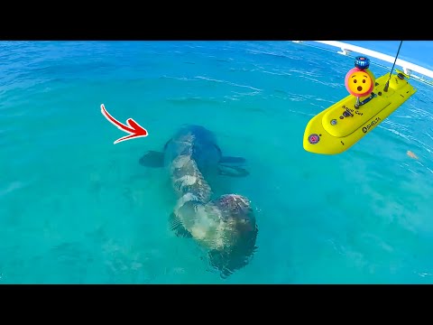 Absolute Giant Lone Angler Lands Bucket List Fish Youtube