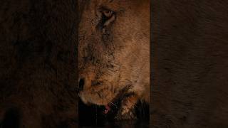 Large Male Lion Quenches His Thirst! (Mbiri Male)