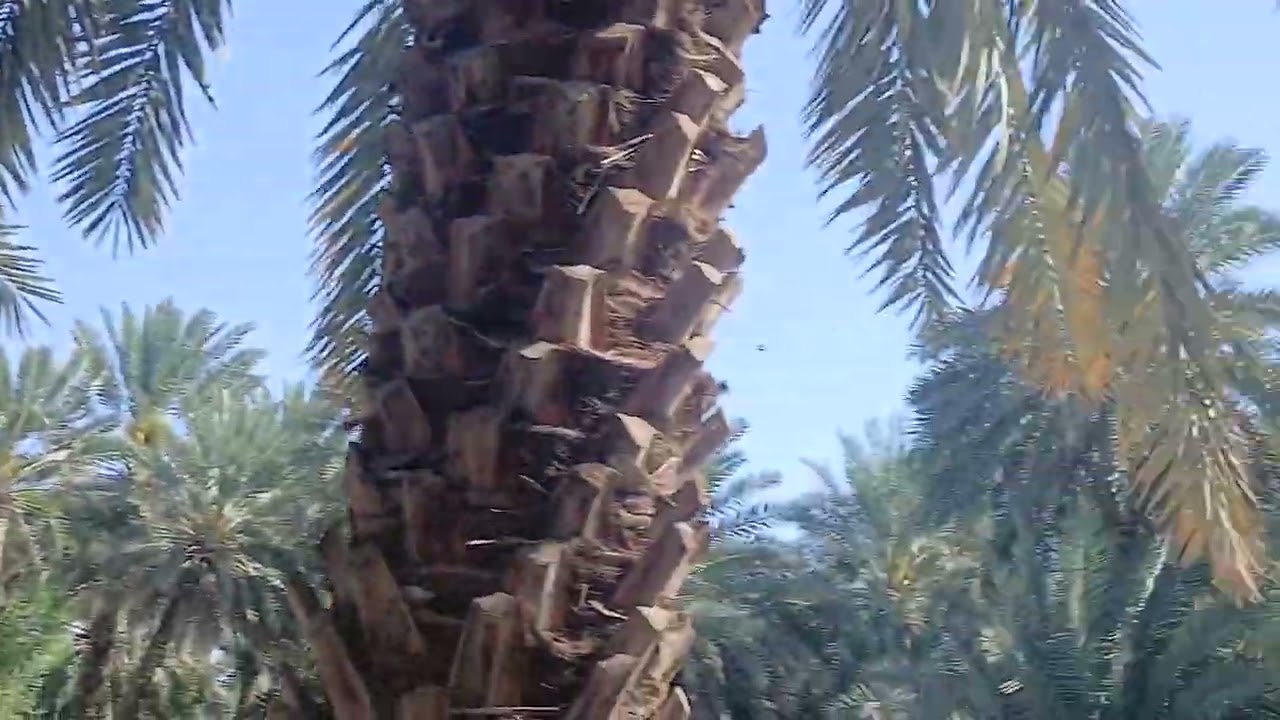 مدینہ منورہ میں باغ کھجور حضرت سلمان فارسی رضی اللہ