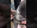 Otter vibing for old emo songs  #funny #cute #animals