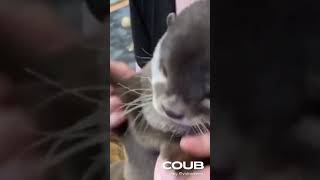 Otter vibing for old emo songs  #funny #cute #animals