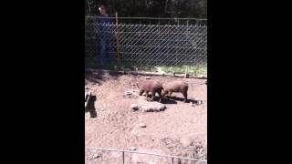 Pigs eat snake