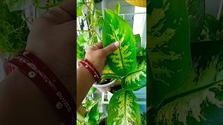 New Plant In My Garden #shorts #motivation #gardening #indoorplants