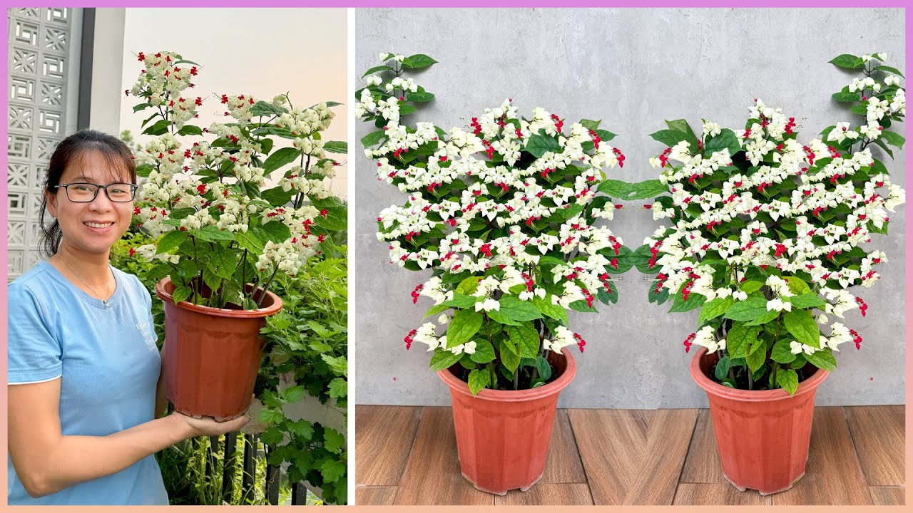 Это красивый и простой в выращивании цветок, выбор номер 1 для лета.