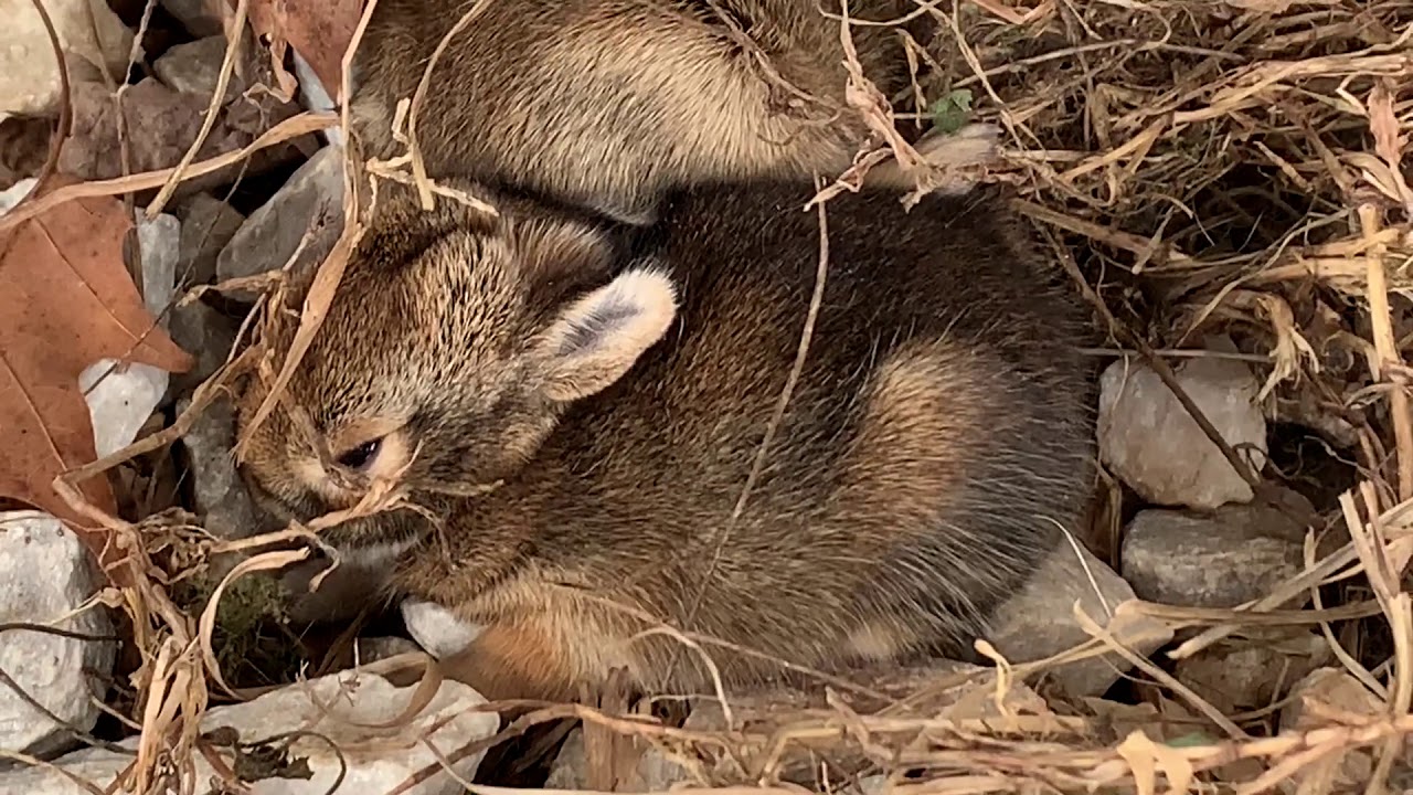 Two Baby Rabbits Found In Back Yard - YouTube