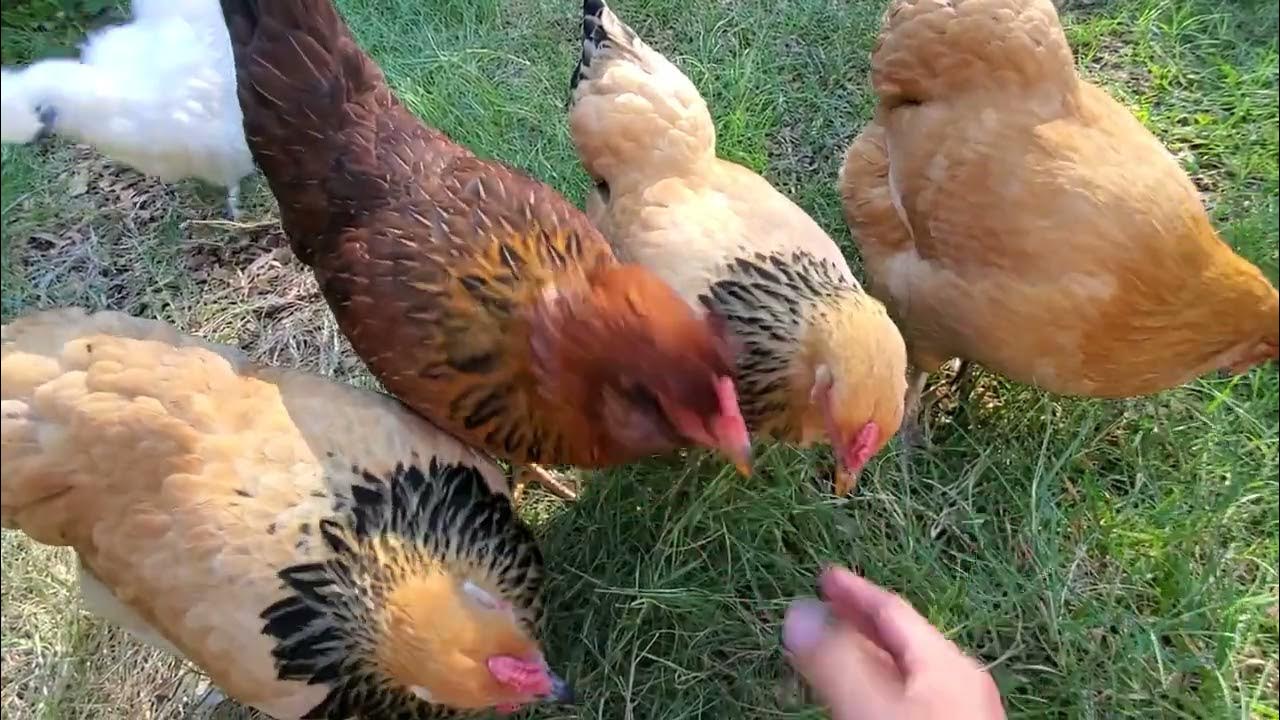 16 Do Chickens Like to Eat Grass? YouTube