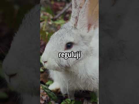 Video: Proč mají králíci myxomatózu?