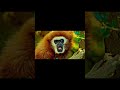Wild Animals in Forest PART 4 | 4K HDR 60FPS Dolby Vision Mind Relaxing Shorts #Shorts #mindrelaxing