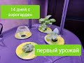 Первые 14 дней с Aerogarden. базилик, петрушка, укроп, лук