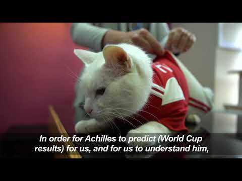 Video: Achilles The Cat Forbereder Seg På Spådommer For Verdensmesterskapet I