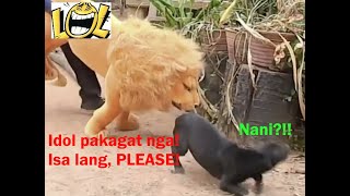 FUNNY PRANK DOG VIDEOS part 3 | Fake Lion and Tiger | LOL Prank N Fun Videos
