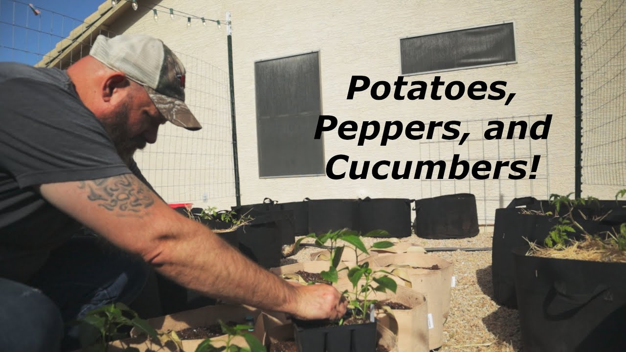 Garden and homestead update: Potatoes, peppers, and cucumbers! #garden