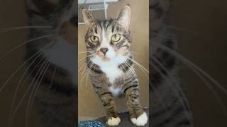 I Just Adore My Sweet Poe Pie