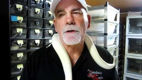 Brian Gundy Shares Technique For Breeding Ball Pythons