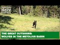 The great outdoors wolves in the metolius basin