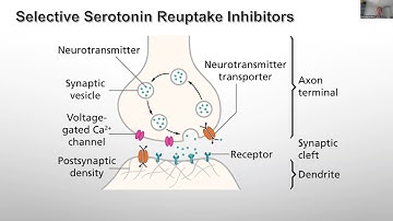 Brain Meeting: Serotoninergic Effects on Cognition (Part 1)