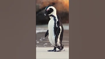 А вы знали, что пингвины, как и люди моногамны