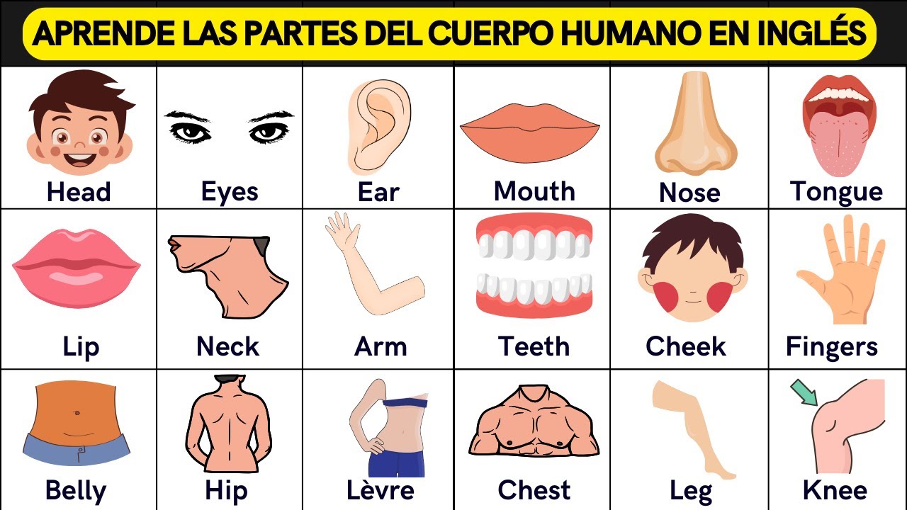 APRENDE LAS PARTES DEL CUERPO HUMANO EN INGLÉS || INGLÉS DESDE CERO