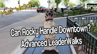 Rocky Malinois Downtown YES! Advanced LeaderWalks by MasterPaw 7,270 views 5 years ago 4 minutes, 6 seconds