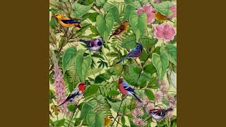 Dr Nimm&#39;s Garden Of Intruigue And Delight