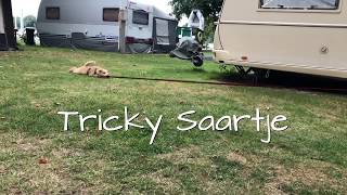 Tricky Saartje Der Lakeland Terrier By Ilicochannel