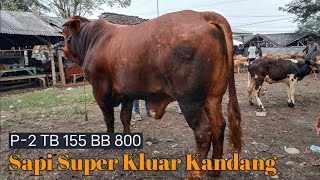 UPDATE‼️Harga Sapi Jantan Terbaru Persiapan Qurban 2024 || Minggu 28 April 2024