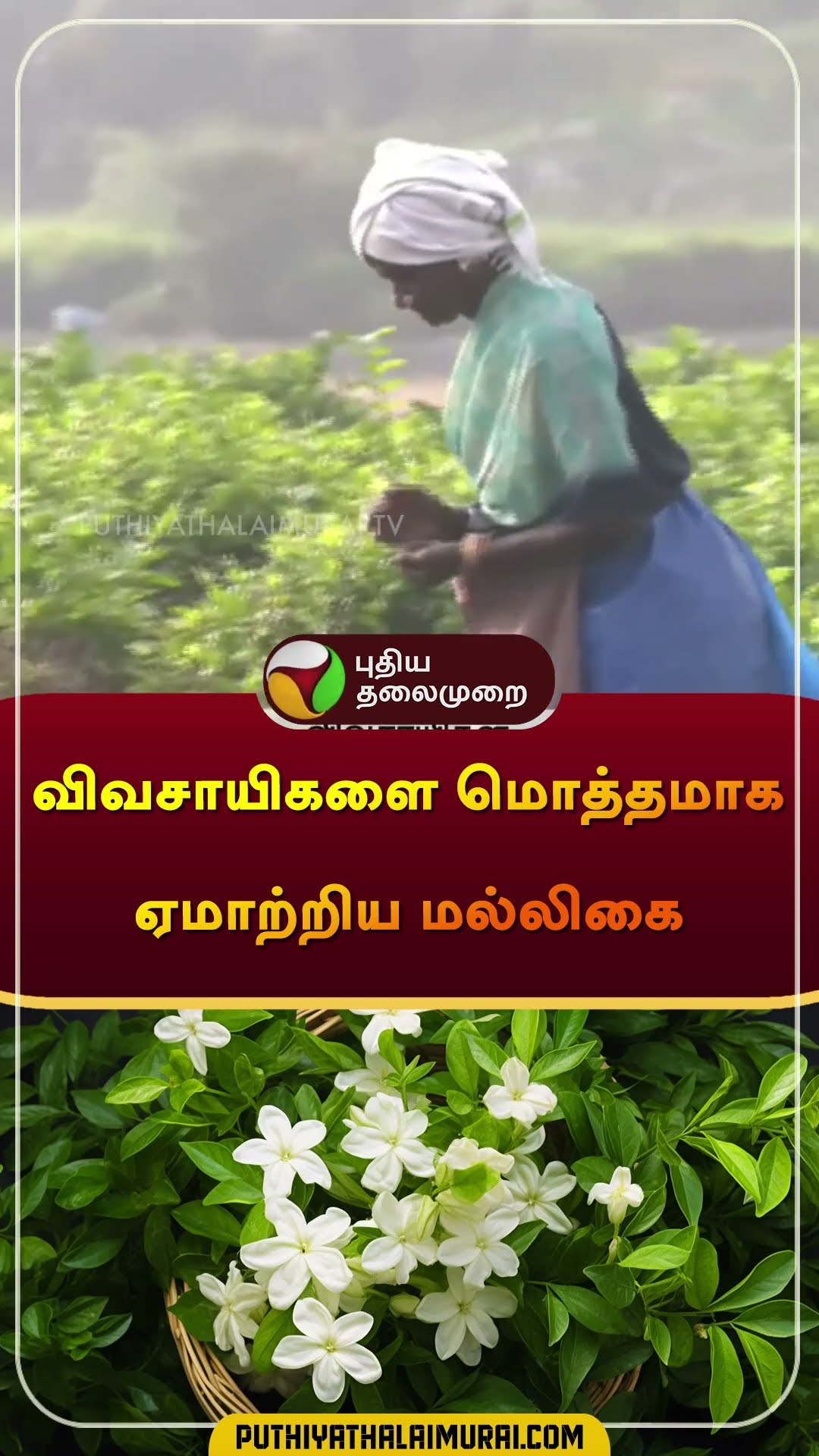 விவசாயிகளை மொத்தமாக ஏமாற்றிய மல்லிகை | #jasmine | #flower | #farmer | #shorts