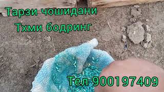 картинка: Тарзи чошидани техми бодринг тел 900197409
