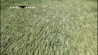 DERECHO DRONE FOOTAGE: Damaged corn near Vinton