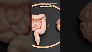 How Probiotics May Support Mental Wellness