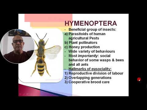 HYMENOPTERA-
