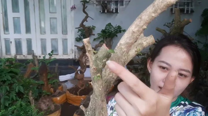 giao lu Cy Mai Vng,Kh Gn,Nguyt Qu,i Tu,Chanh,Kh Ch...