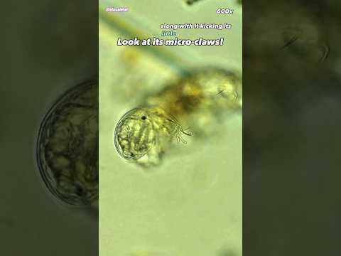 Creek Water Tardigrades