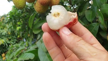 Thăm Vườn Vải Đẹp Nhà Anh Ánh Làng Đầm - Phượng Sơn I Vải Thiều Lục Ngạn I Núi Đồi Lục Ngạn