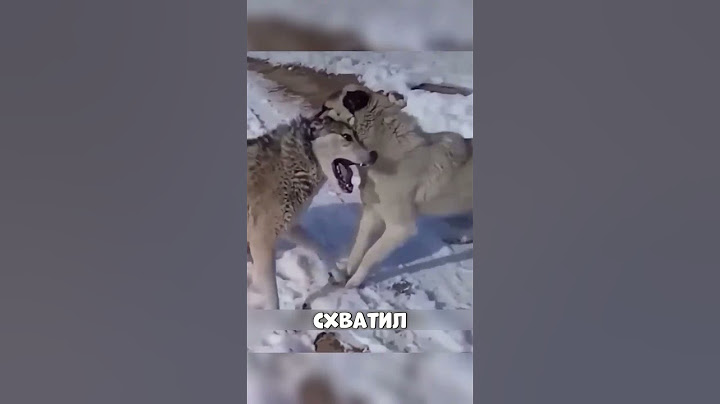 Один пёс ПРОГНАЛ целую стаю ВОЛКОВ🤯🔥🐕