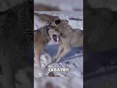 Один пёс ПРОГНАЛ целую стаю ВОЛКОВ🤯🔥🐕