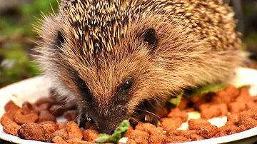 Wie viel frisst ein Igel am Tag?