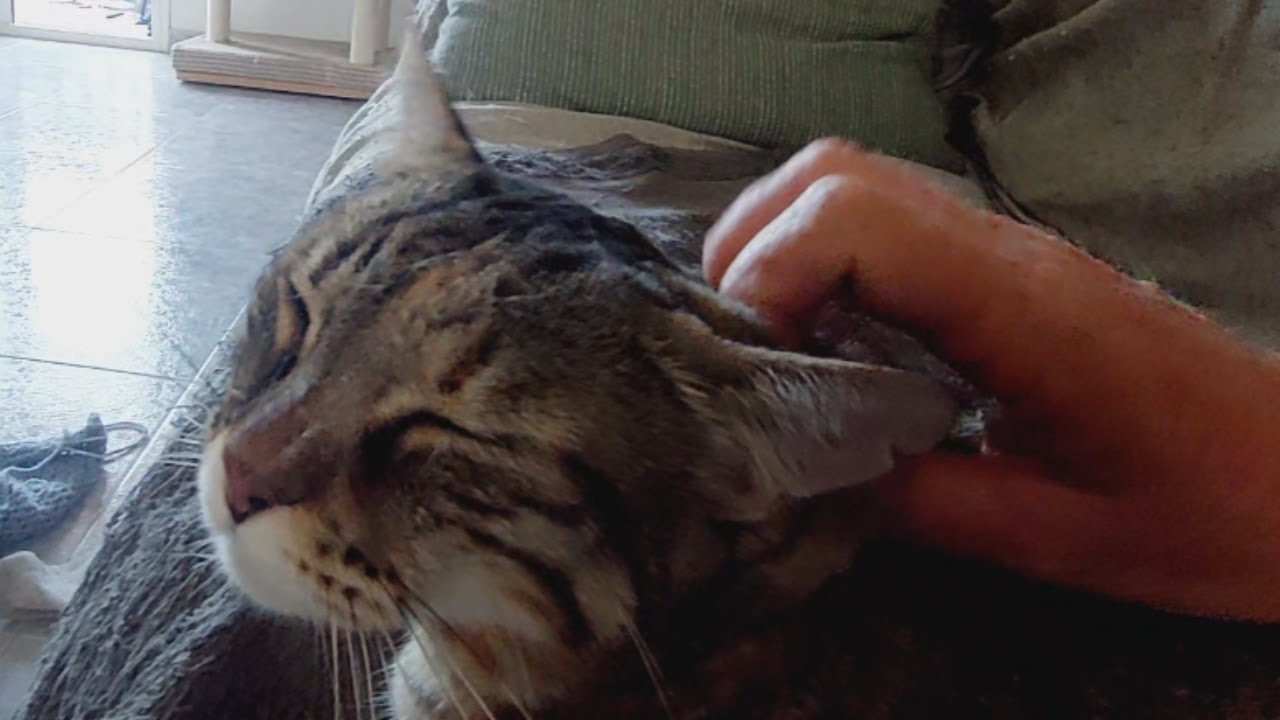Mrrp, Just A Cute Cat Enjoying Some Pets. Emma YouTube