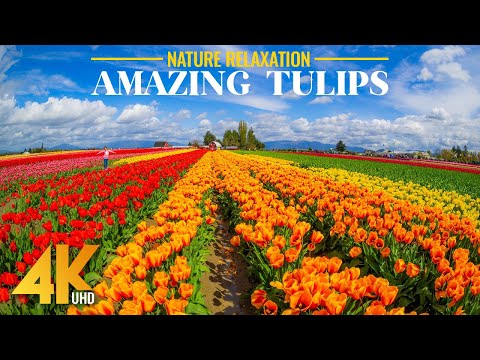 4K Vibrant Spring