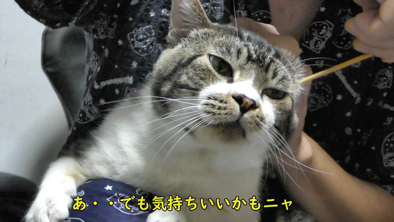 猫に耳掃除してあげたらゴロゴロが超爆音になったwまるでバイクのエンジン音の様に喉を鳴らすリキちゃん リキちゃんねる 猫動画 Cat Video キジトラ 猫との暮らし Youtube 猫に耳掃除してあげたらゴロゴロが超爆音になったwまるでバイクのエンジン音の様に喉を鳴らすリキちゃん リキちゃんねる 猫動画 Cat Video キジトラ 猫との暮らし Youtube