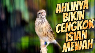 Blackthroat GACOR SUARA JERNIH untuk Masteran Kenari, JAGONNYA BIKIN CENGKOK ISIAN MEWAH PREMIUM