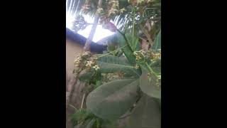 Cashew tree flowers fruiting