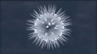 Trattamento Precoce Una Risposta Allinfezione Da Hiv - Science