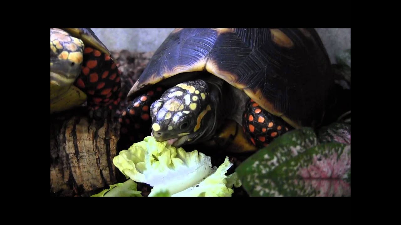 red foot tortoise diet sheet Red Footed Tortoises