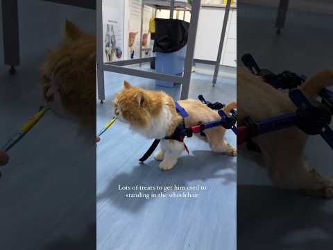 Wheelchair fitting for